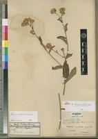 Isosyntype of Vernonia calulu Hiern [family ASTERACEAE]