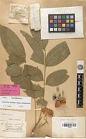 Isotype of Streptostigma viridiflora Thwaites [family SAPINDACEAE]