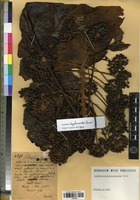 Isotype of Schefflera hypoleucoides Harms [family ARALIACEAE]