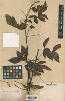 Type of Serjania chartacea Radlk. [family SAPINDACEAE]
