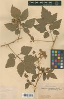 Type of Serjania columbiana radlk. [family SAPINDACEAE]
