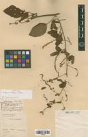 Isotype of Serjania moritziana Schltdl. [family SAPINDACEAE]