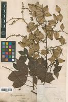 Syntype of Serjania pyramidata Radlk. [family SAPINDACEAE]