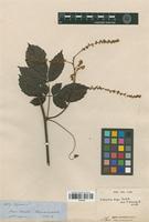 Type of Serjania rufa Radlk. [family SAPINDACEAE]