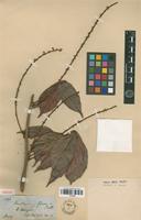 Isotype of Paullinia firma Radlk. [family SAPINDACEAE]