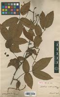Isotype of Paullinia interrupta Benth. [family SAPINDACEAE]