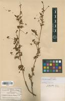 Isotype of Urvillea dissecta S. Watson [family SAPINDACEAE]