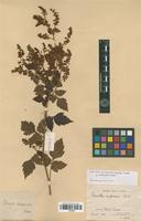 Syntype of Urvillea stipitata f. subhirsuta Radlk. [family SAPINDACEAE]