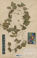 Isotype of Urvillea mexicana A. Gray [family SAPINDACEAE]
