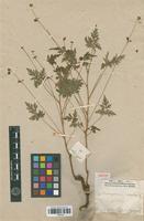 Isotype of Cardiospermum anomalum Cambess. [family SAPINDACEAE]