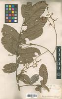 Type of Cupania rigida Radlk. [family SAPINDACEAE]