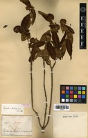 Syntype of Psychotria trichoneura Müll.Arg. [family RUBIACEAE]