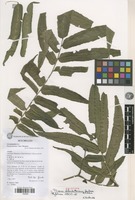 Holotype of Ptisana laboudalloniana Senterre & I.Fabre [family PTERIDOPHYTA]