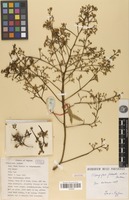 Isotype of Mangifera pseudoindica Kosterm. [family ANACARDIACEAE]