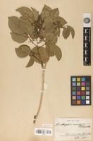 Isotype of Zanthoxylum monogynum A.St.-Hil. [family RUTACEAE]