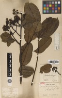 Holotype of Zanthoxylum quinduense Tul. [family RUTACEAE]