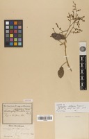 Isotype of Zanthoxylum stelligerum Turcz. [family RUTACEAE]