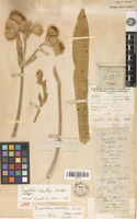Isolectotype of espeletia schultzii Wedd. [family ASTERACEAE]