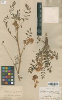 Type of Hedysarum formosum Fischer & Meyer ex Basin [family FABACEAE]