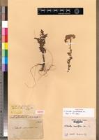 Isotype of Nidorella pinnatilobata DC. [family ASTERACEAE]