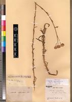 Isotype of Nidorella rapunculoides DC. [family ASTERACEAE]
