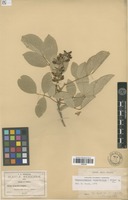 Type? of Selerothamnus pentaphyllus Harms [family FABACEAE]