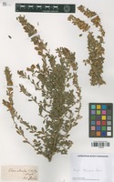 Type? of Ononis intermedia C. Meyer ex Beck. [family FABACEAE]