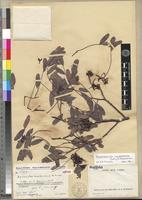 Isotype of Neoapaloxylon mandrarense Du Puy & Rabevohitra [family FABACEAE-CAESALPINIOIDEAE]