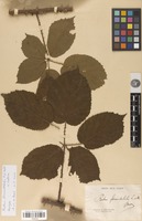 Neotype of Rubus formidabilis Lefèvre & P.J.Müll. [family ROSACEAE]