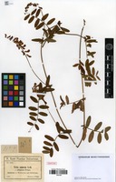 Isotype of Vicia amoena Fisch. ex Ser. f. elliptica Freyn. [family FABACEAE]