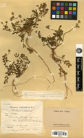Filed as Daucus littoralis Sibth. & Sm. [family APIACEAE]
