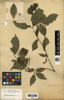 Type of Cornus microcarpa Nash [family CORNACEAE]