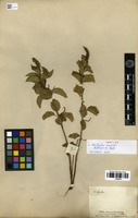 Syntype of Acalypha variabilis Klotzsch ex Baill. [family EUPHORBIACEAE]