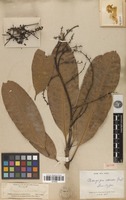 Isotype of Mangifera odorata Griff. [family ANACARDIACEAE]