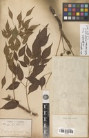 Filed as Melia azedarach L. [family MELIACEAE]