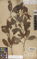 Filed as Arytera arcuata Radlk. [family SAPINDACEAE]