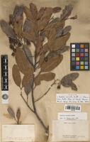 Syntype of Arytera arcuata Radlk. [family SAPINDACEAE]