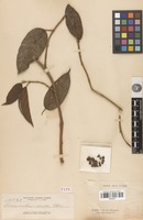 Type of Ficus rubrocarpa Elmer [family MORACEAE]