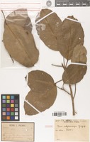 Syntype of Ficus subpisocarpa Gagnep. [family MORACEAE]