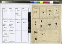Filed as Microdus limosus Besch. [family BRYOPSIDA]