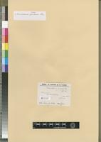 Isotype of Macromitrium proximum Thér. [family ORTHOTRICHACEAE]