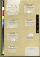 Filed as Dicranella congolensis (Ren. & Card.) Card. [family BRYOPSIDA]