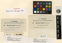 Isolectotype of Macromitrium laevigatum Thér. [family ORTHOTRICHACEAE]