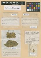 Isotype of Ectropothecium brachycladulum Broth. [family HYPNACEAE]