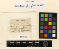 Isotype of Ectropothecium plano-fallatulum Broth. [family HYPNACEAE]