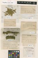 Isotype of Ectropothecium adnatum Broth. [family HYPNACEAE]