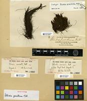 Isotype of Blindia gracillima Mitt. [family SELIGERIACEAE]