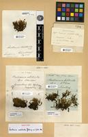 Isotype of Bartramia substricta Schimp. [family BARTRAMIACEAE]