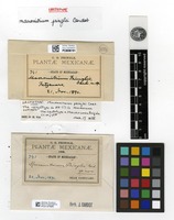 Isolectotype of Macromitrium pringlei Cardot [family ORTHOTRICHACEAE]