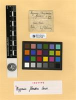 Isotype of Hypnum flaccens Besch. [family HYPNACEAE]